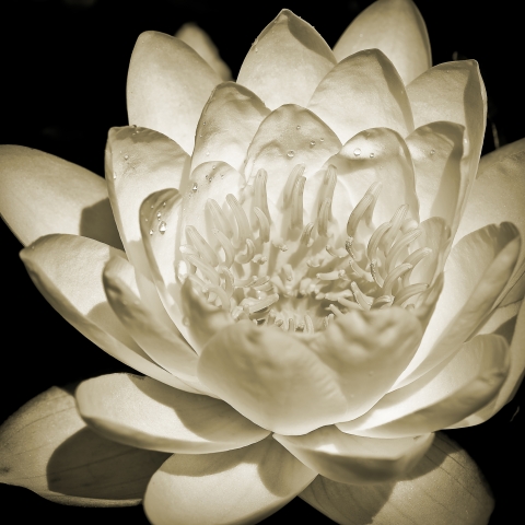 slideshow
