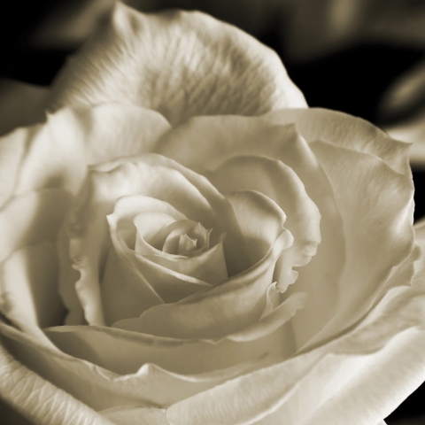slideshow