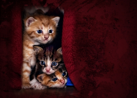slideshow