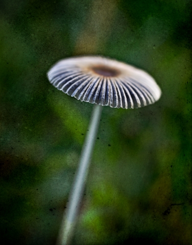 slideshow
