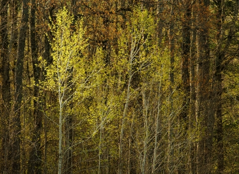 slideshow