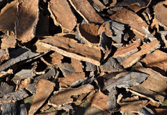 The bark of the cork tree