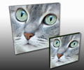 Pet Canvas prints